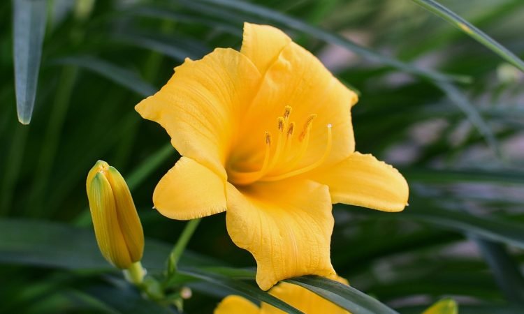 This Day 01 daylily_flower_pollen_1339317_3840x2160-2891186559